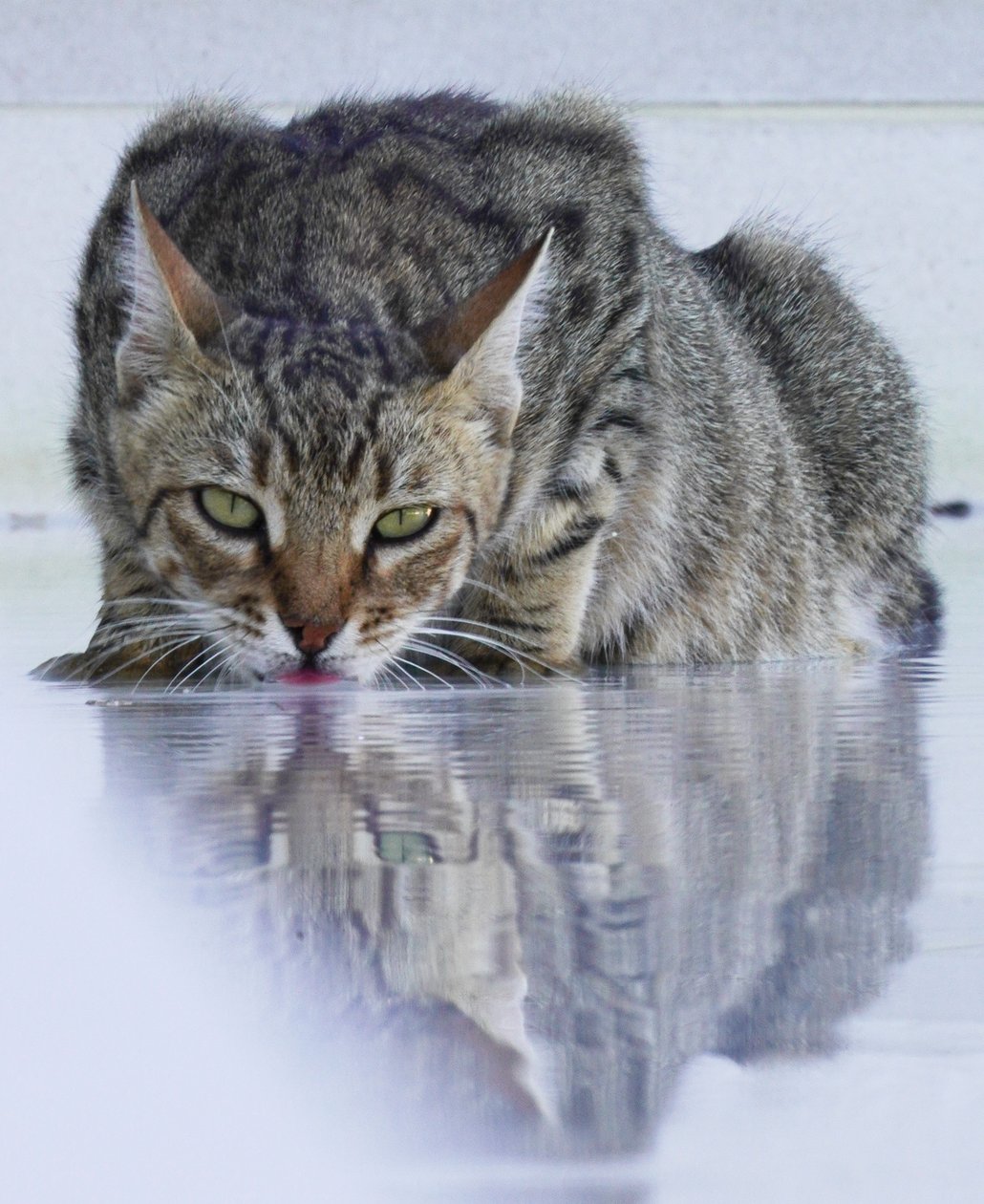 Cool Cat, 2022, fotografie od Katha Wood