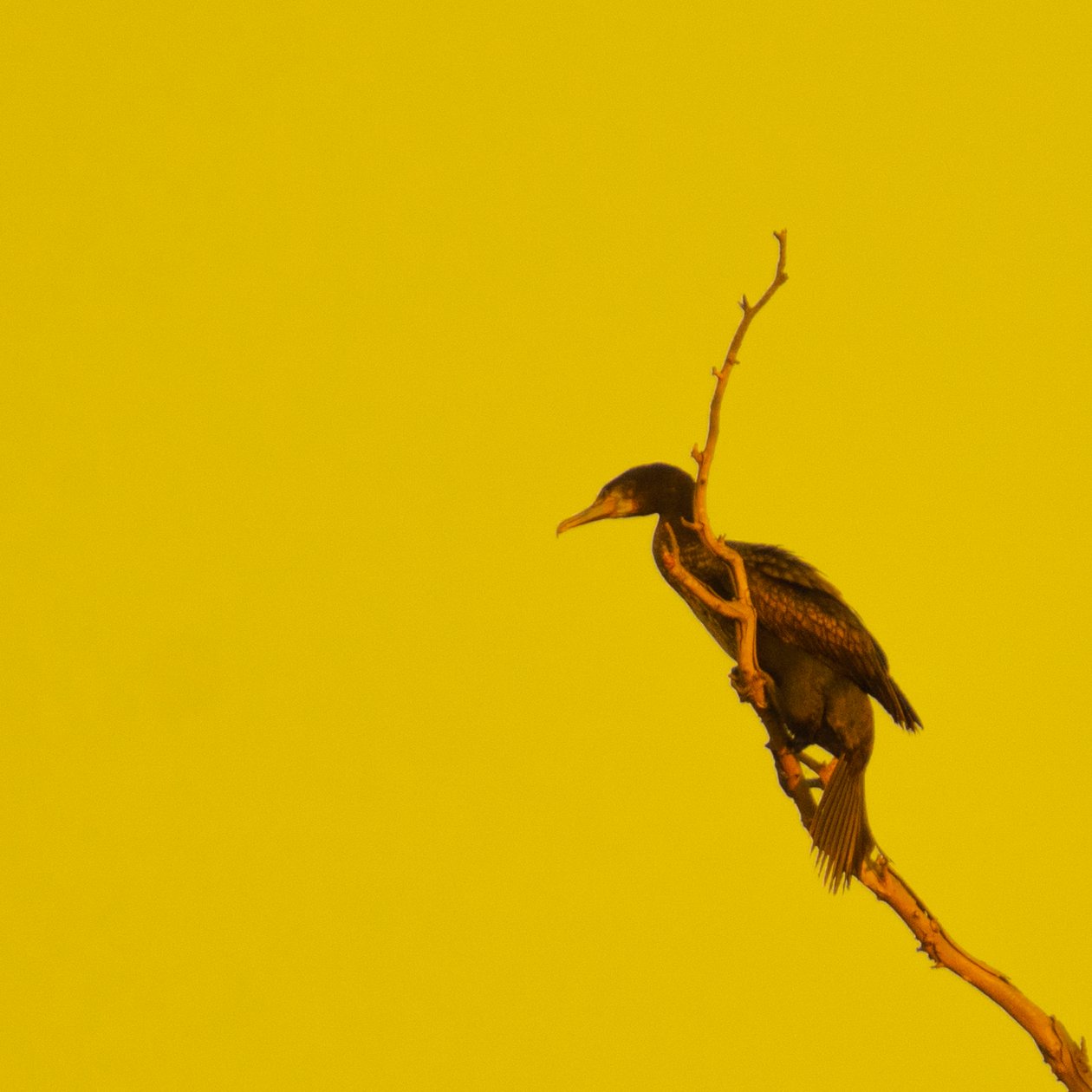 Hanging On (pohled vlevo) od Katha Wood