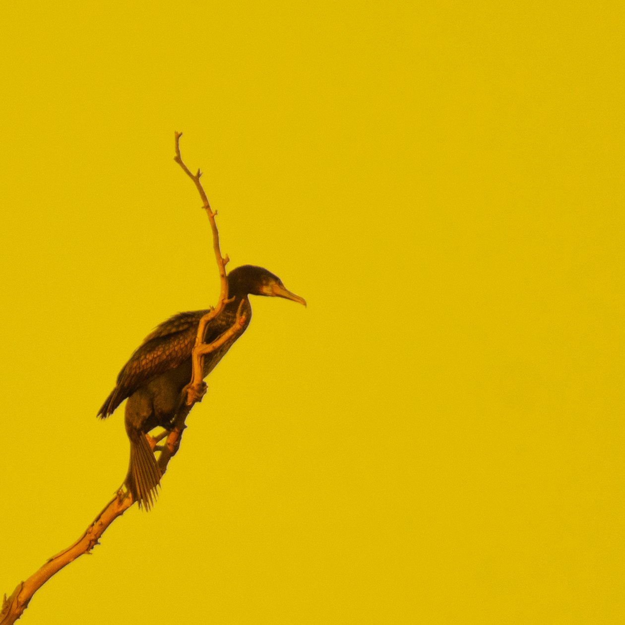 Hanging On (pohled doprava) od Katha Wood