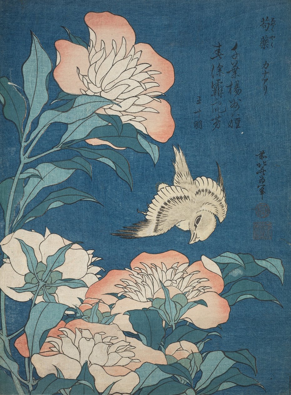 Pivoňky a Kanárské ostrovy (Shakuyaku, kanaari), ze série bez názvu známé jako Malé květiny od Katsushika Hokusai