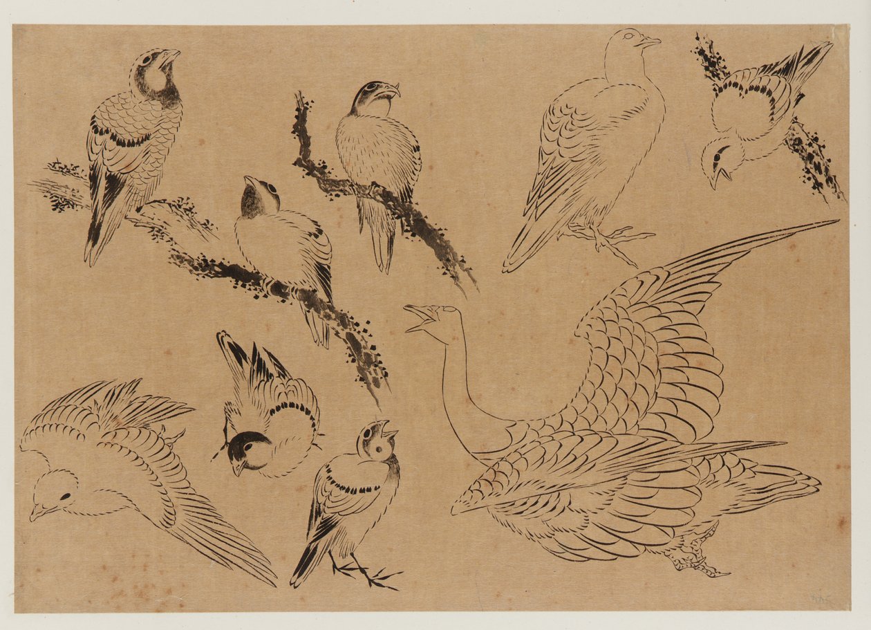 Ptáci, období Edo, konec 18.-začátek 19. století. od Katsushika Hokusai