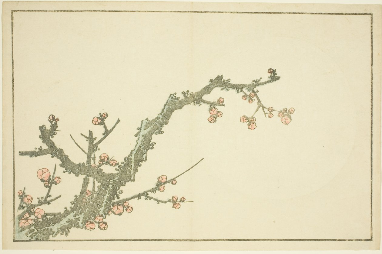 Kvetoucí švestka, z Obrázkové knihy realistických obrazů Hokusai (Hokusai shashin gafu) od Katsushika Hokusai