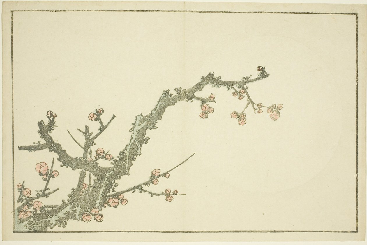 Kvetoucí švestka, z Hokusaiovy knihy realistických obrazů (Hokusai shashin gafu), asi 1814 (barevný dřevoryt (albový list)) od Katsushika Hokusai