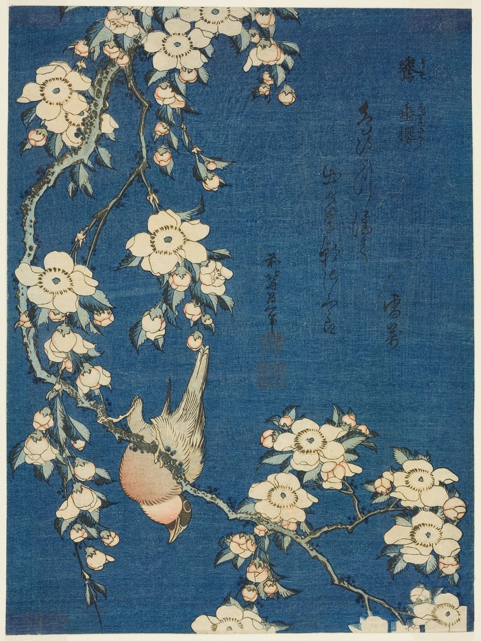 Hýl a smuteční třešeň (Uso, shidarezakura), z nepojmenované série květin a ptáků od Katsushika Hokusai