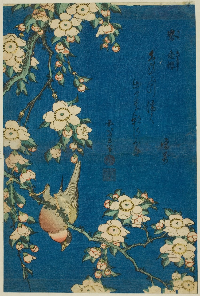 Býček a plačící třešeň (Uso, shidarezakura), z nepojmenované série květin a ptáků od Katsushika Hokusai