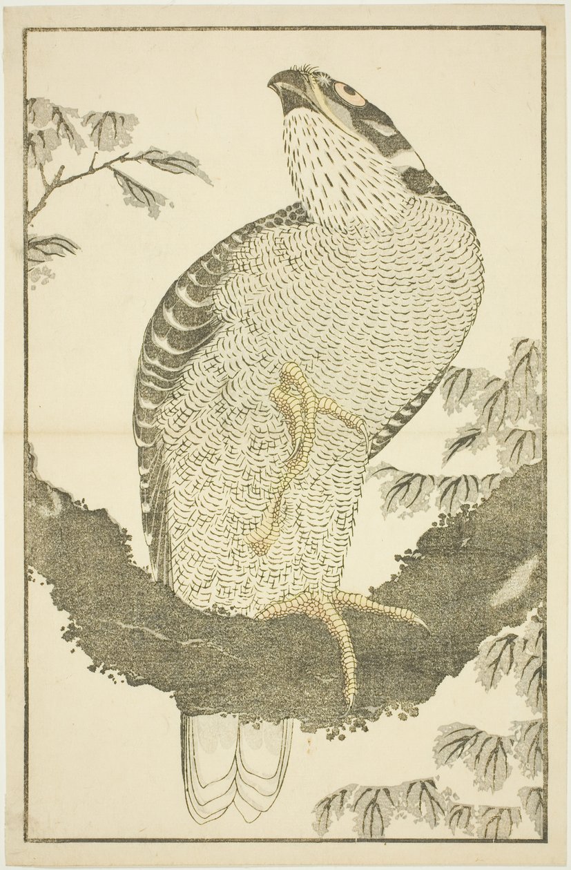 Hawk, z Obrázkové knihy realistických obrazů Hokusai (Hokusai shashin gafu) od Katsushika Hokusai