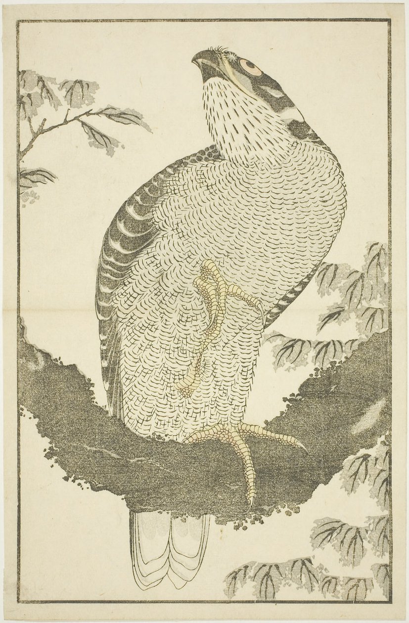 Hawk, z Obrázkové knihy realistických obrazů Hokusai (Hokusai shashin gafu) od Katsushika Hokusai