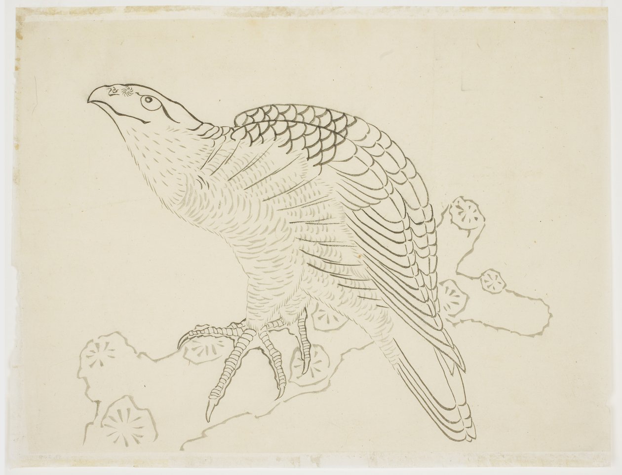 Jestřáb na větvi (studie) od Katsushika Hokusai