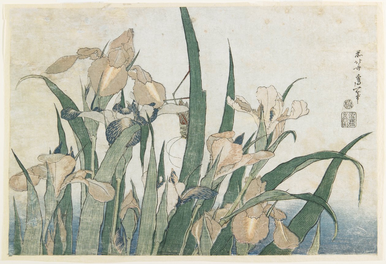 Iris Flowers and Grasshopper, c.1830-31 (barevný dřevořez) od Katsushika Hokusai