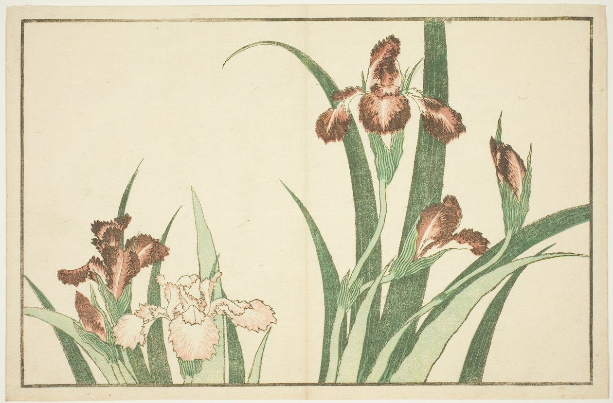 Iris, z Obrazové knihy realistických obrazů Hokusai (Hokusai shashin gafu) od Katsushika Hokusai