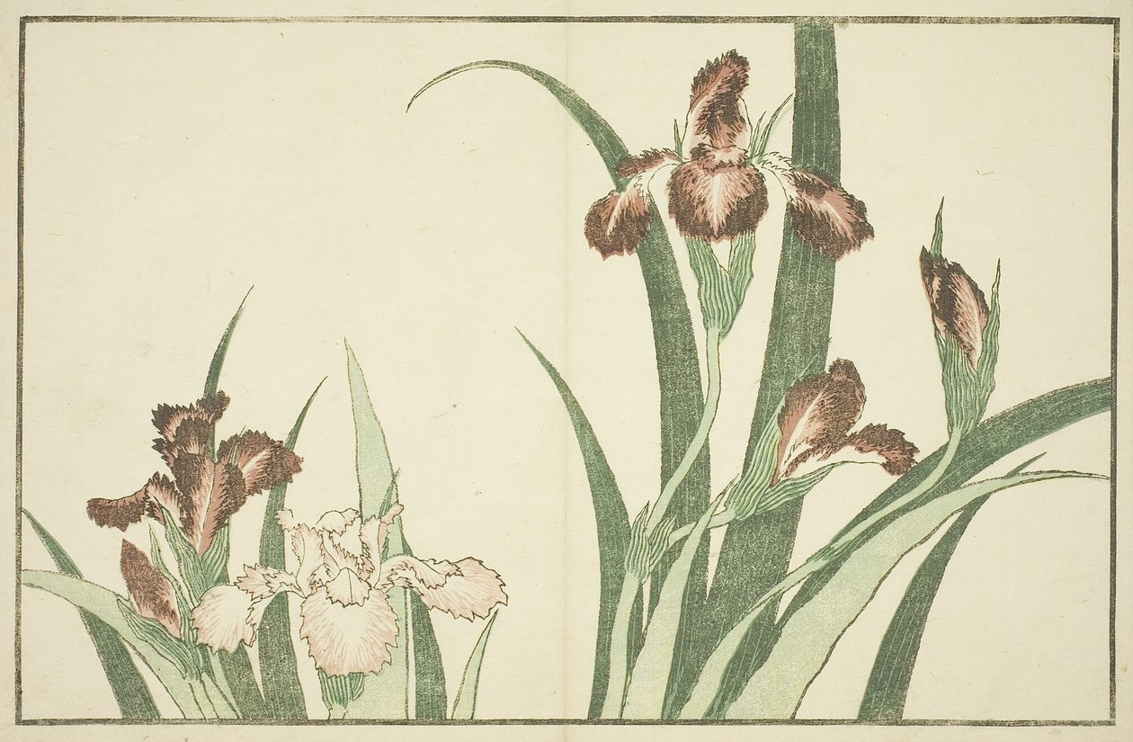 Iris, z Obrazové knihy realistických obrazů Hokusai od Katsushika Hokusai