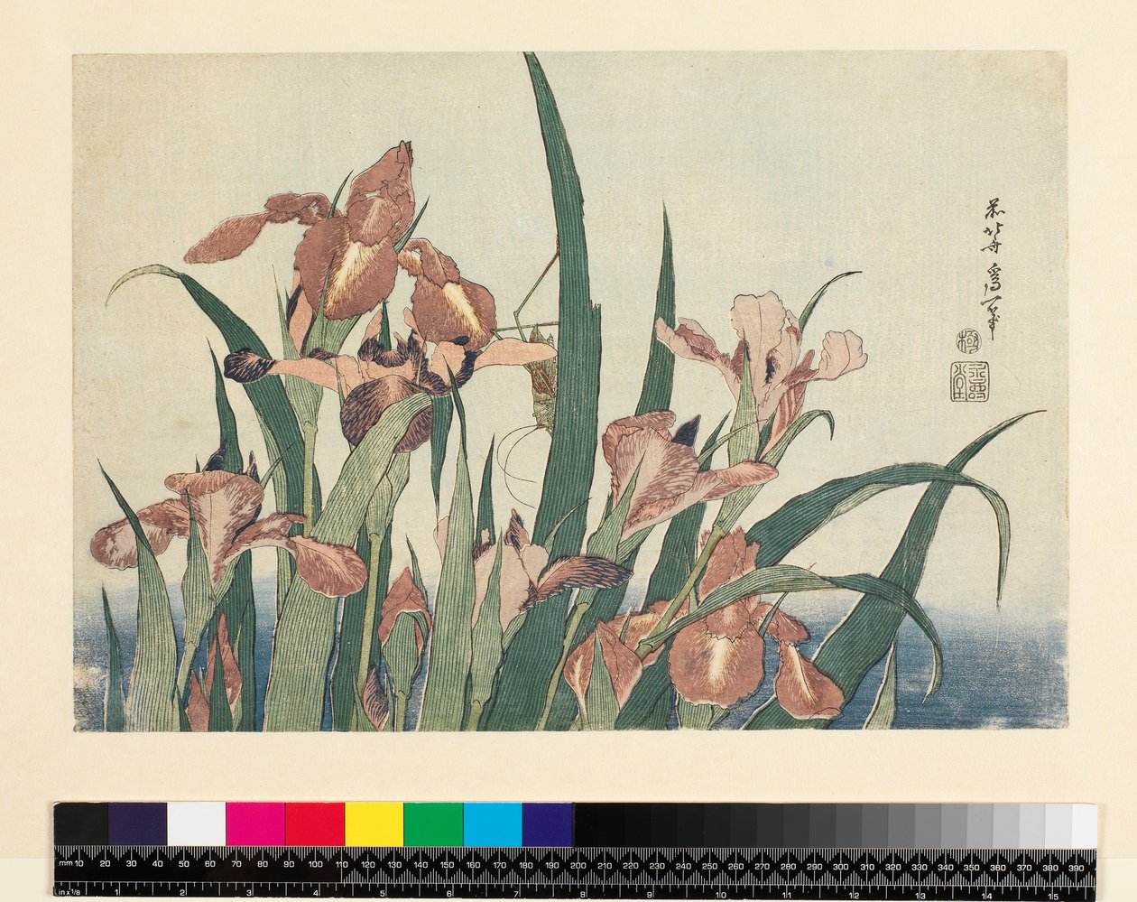 Kosatce a kobylka, hospoda. od Nishimura Eijudo, kolem 1832, (yoko-e - horizontální formát, barevný dřevotisk) od Katsushika Hokusai