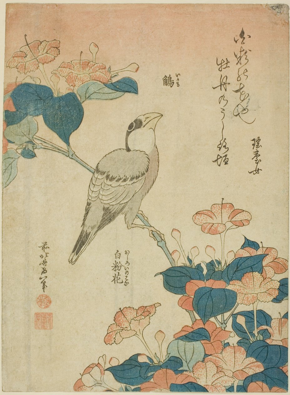 Japonský Grosbeak a Marvel of Peru (Ikaru, oshiroi no hana), z nepojmenované série květin a ptáků od Katsushika Hokusai