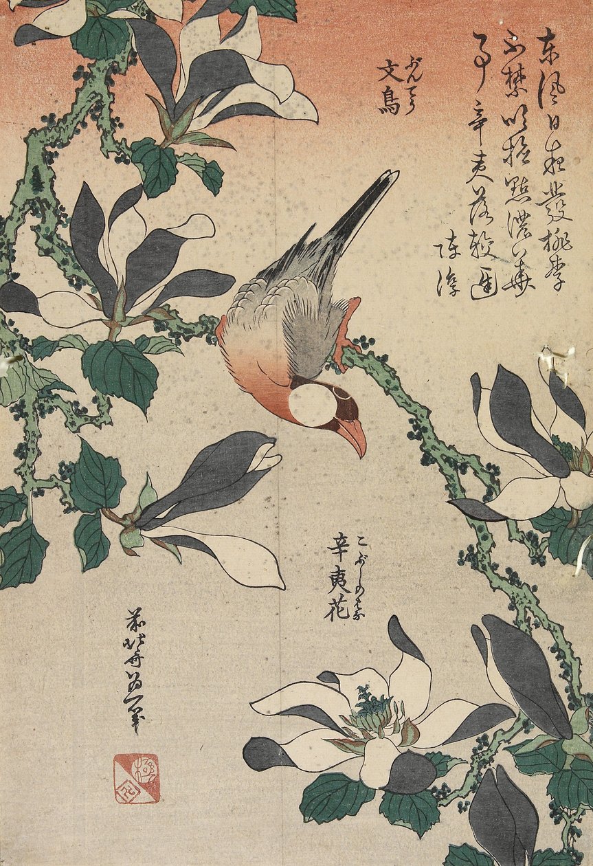 Jávský vrabec a magnólie, c. 1832 od Katsushika Hokusai