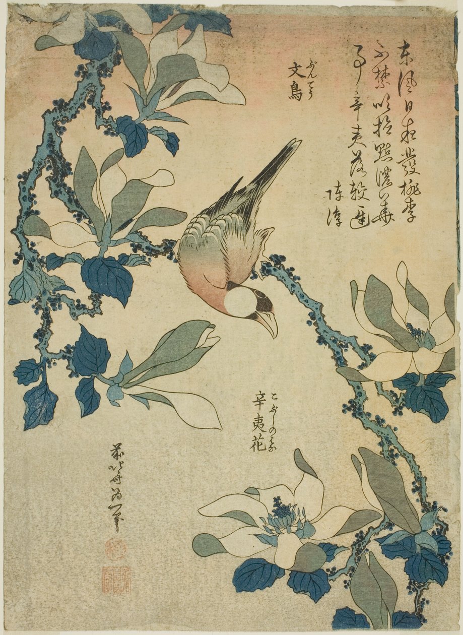 Paddy Bird a Magnolia Flowers (Buncho, kobushi no hana), z nepojmenované série květin a ptáků od Katsushika Hokusai