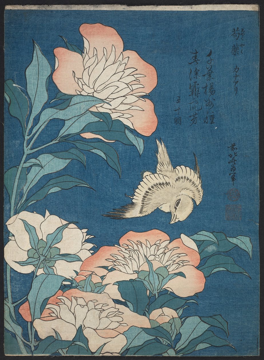 Pivoňky a Kanárské ostrovy (Shakuyaku, kanaari), ze série bez názvu známé jako Malé květiny od Katsushika Hokusai