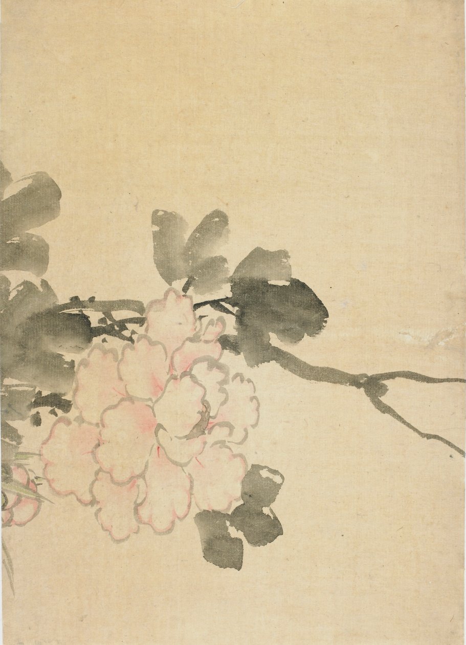 Pivoňka, konec 18.-začátek 19. století. od Katsushika Hokusai