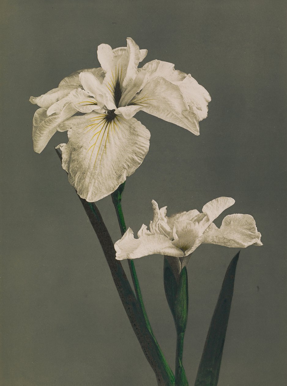 Iris Kaempferi, 1896 (ručně kolorovaný kolotyp) od Kazumasa Ogawa