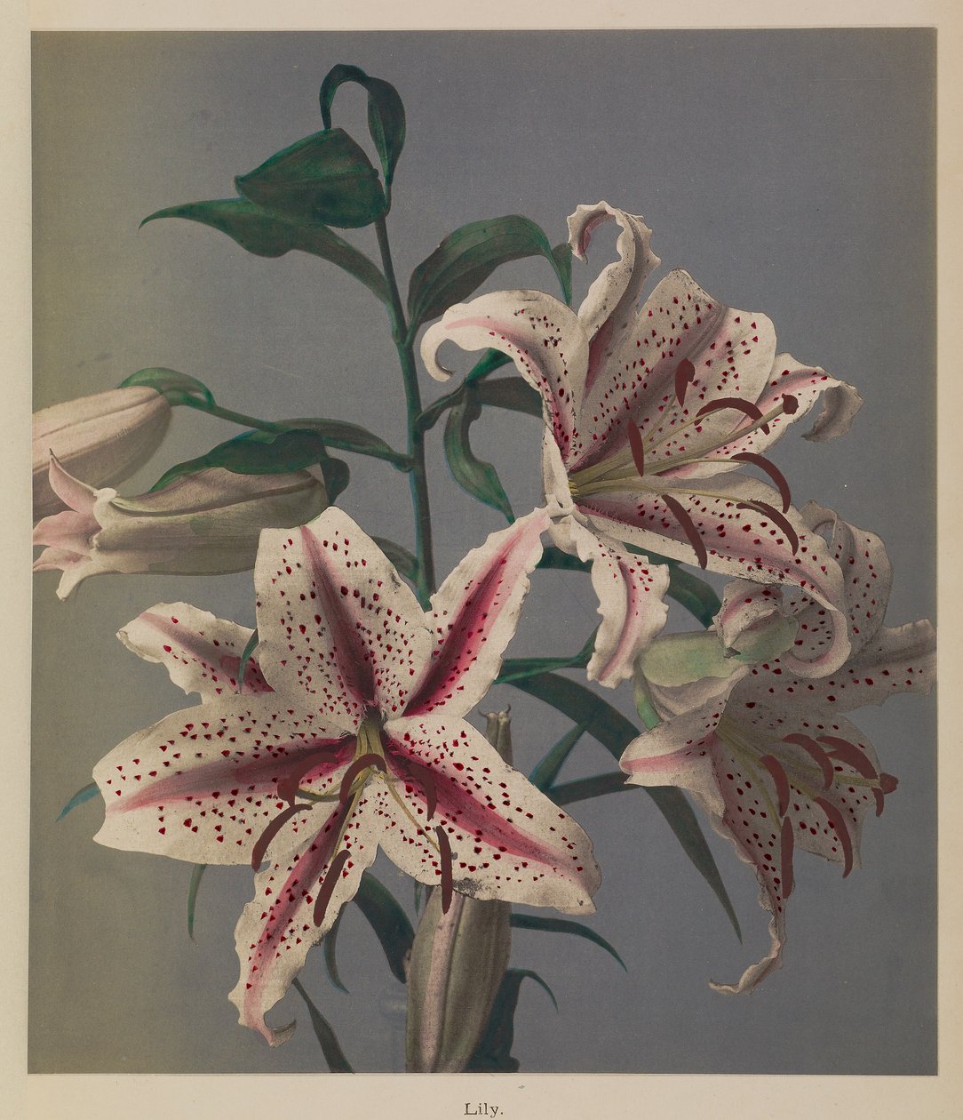 Lily od Kazumasa Ogawa