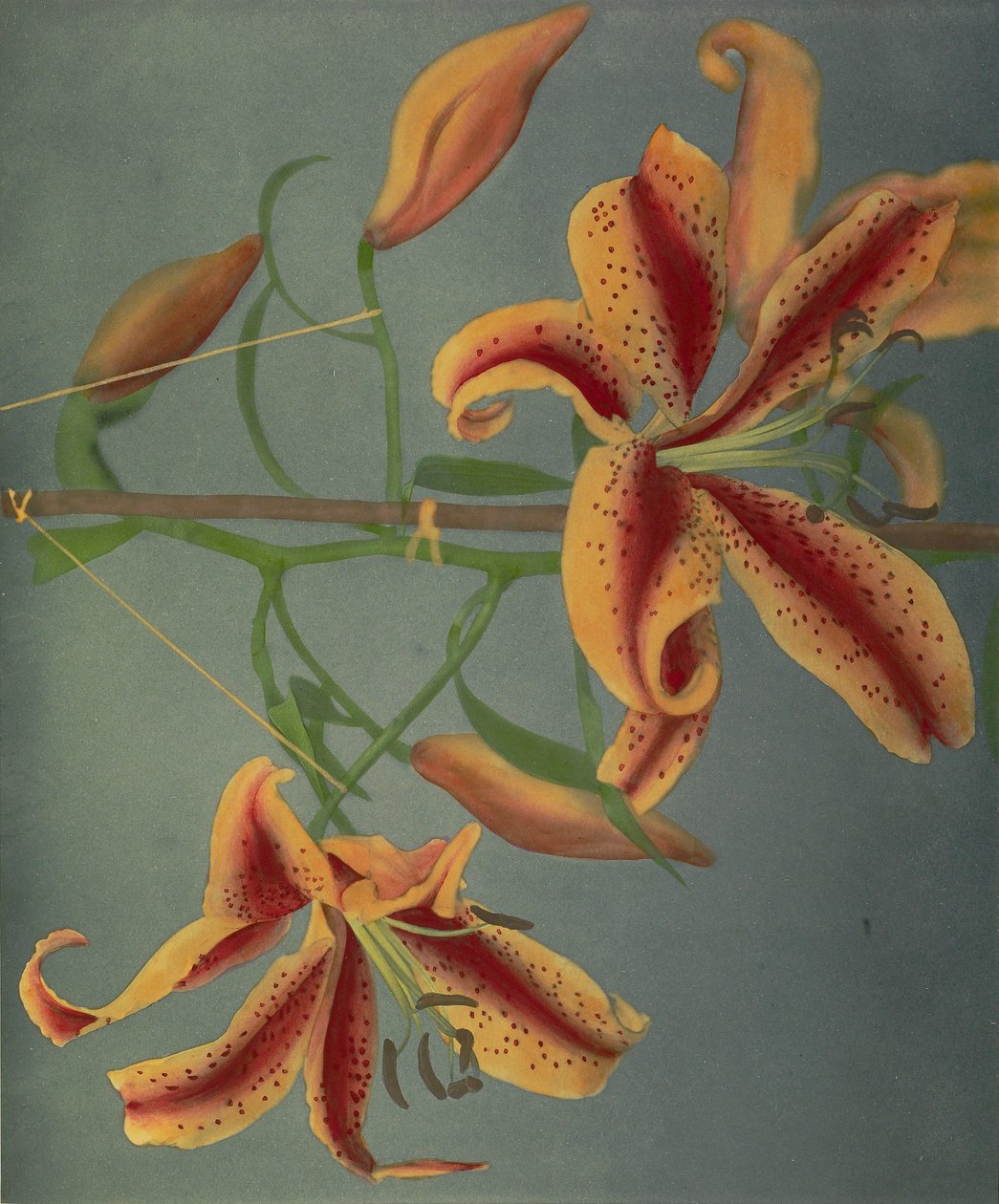 Lily, 1896 (ručně kolorovaný kolotyp) od Kazumasa Ogawa
