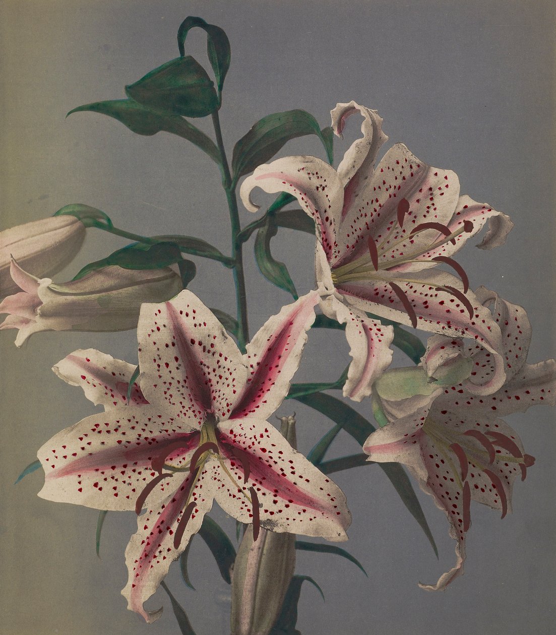 Lily, 1896 (ručně kolorovaný kolotyp) od Kazumasa Ogawa