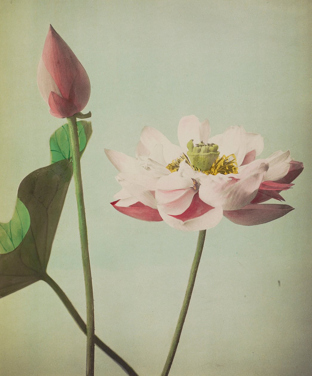 Lotus, 1896 (ručně kolorovaný kolotyp) od Kazumasa Ogawa