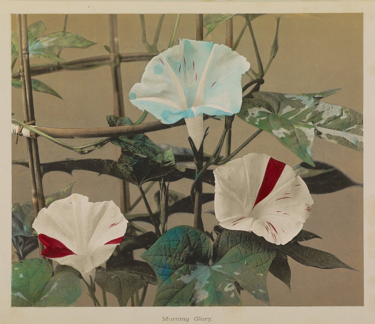 Morning Glory od Kazumasa Ogawa