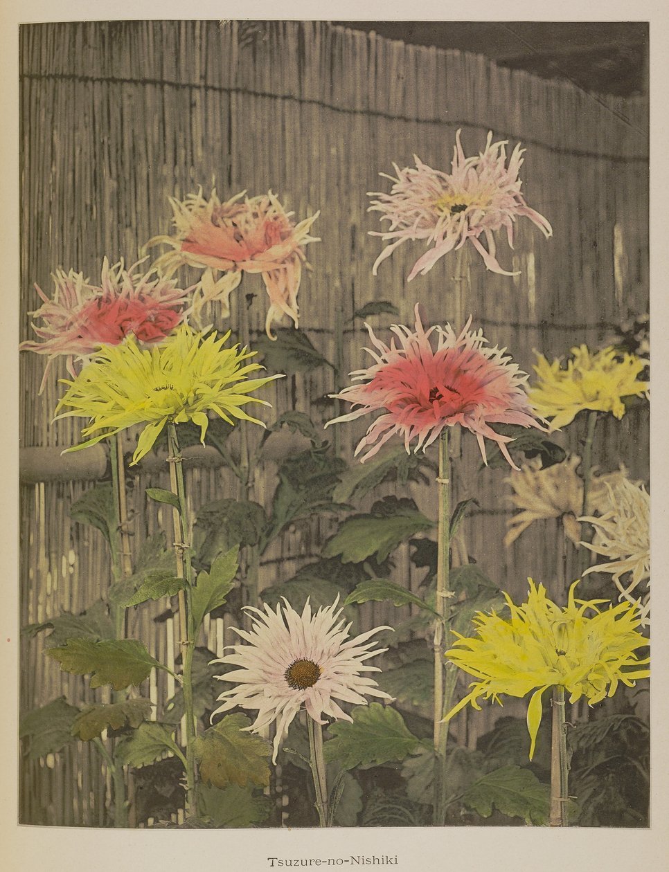 Tsuzure-no-Nishiki od Kazumasa Ogawa