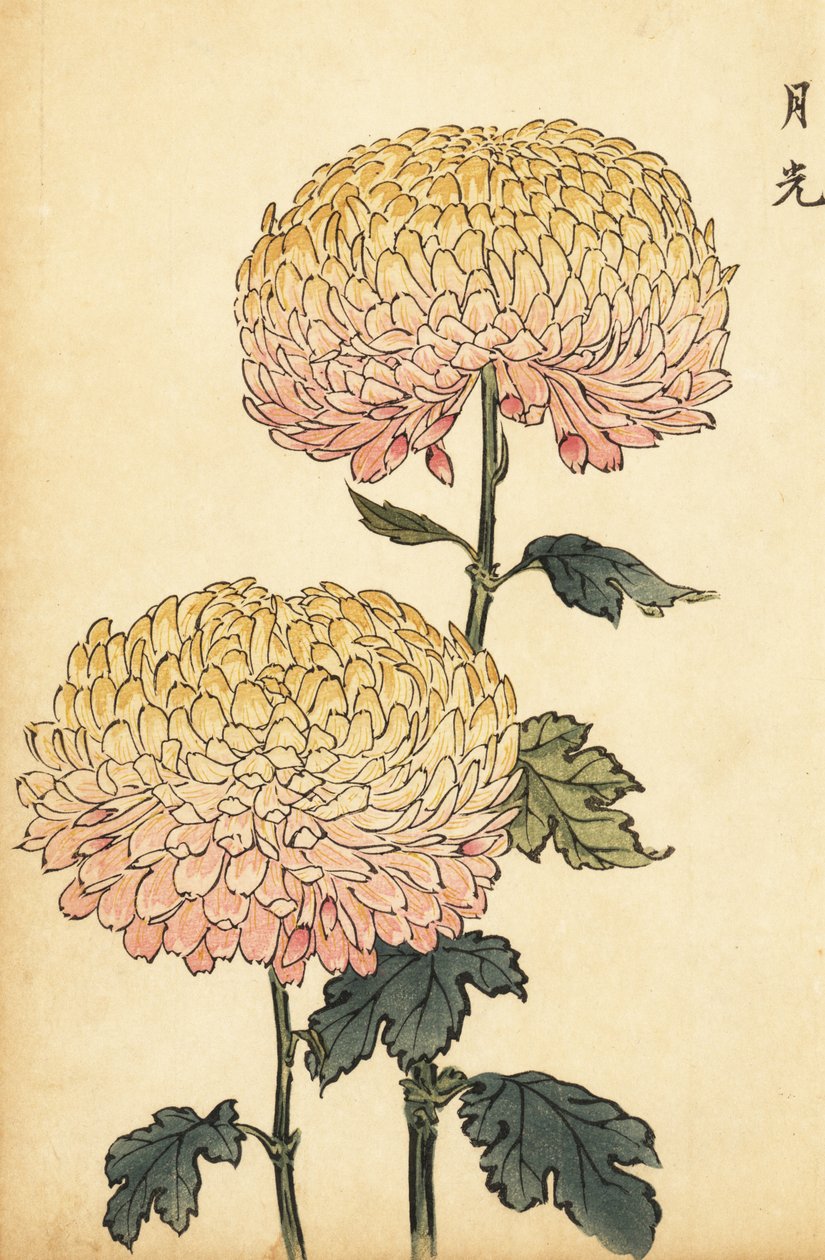 Hybridní zlatá a růžová bambulová chryzantéma., 1893 (rytina) od Keika Hasegawa