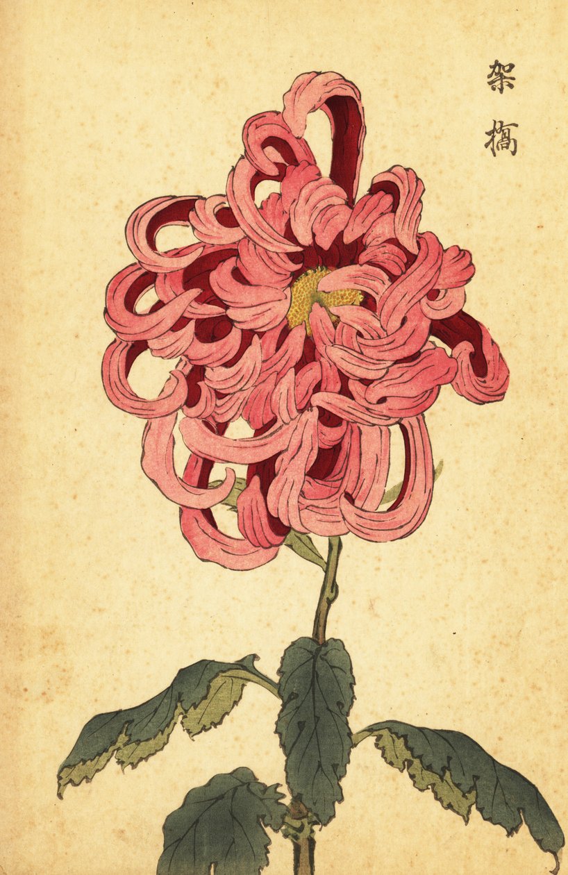 Hybridní růžová a karmínová chryzantéma., 1893 (rytina) od Keika Hasegawa