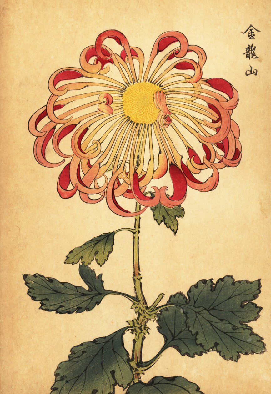 Hybridní růžová stočená lžička chryzantéma., 1893 (rytina) od Keika Hasegawa