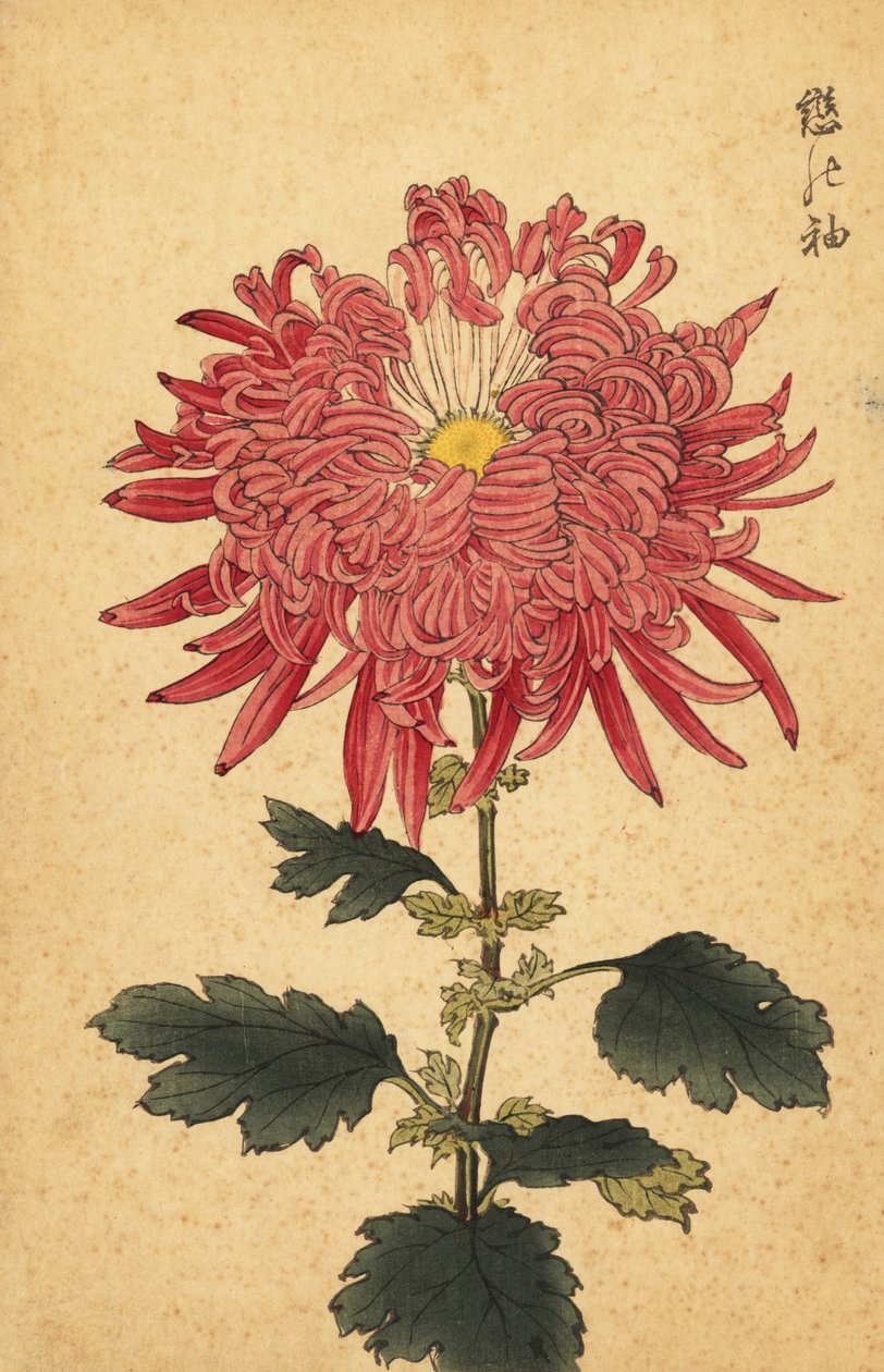 Hybridní růžová brková chryzantéma.,1893 (rytina) od Keika Hasegawa