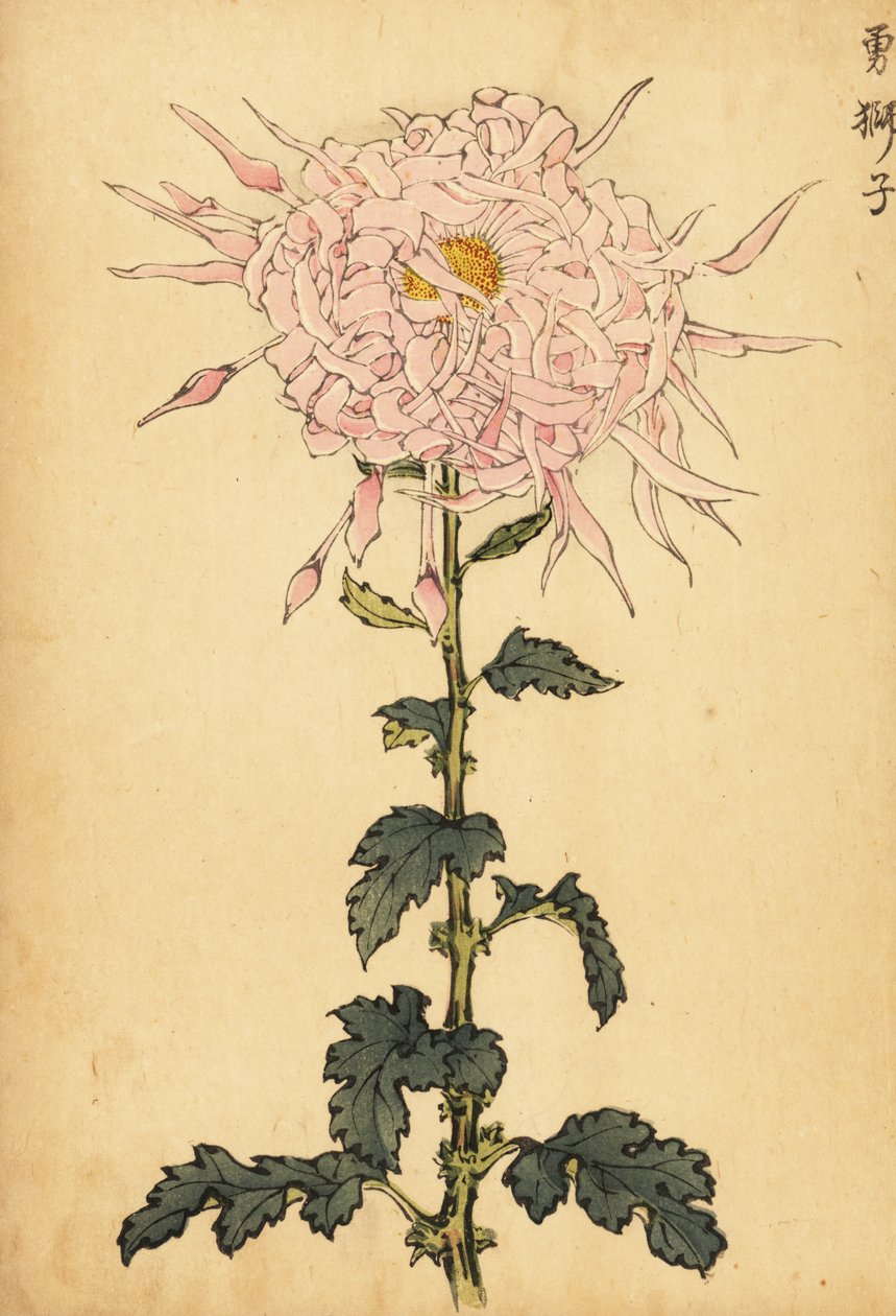 Hybridní růžová pavoučí chryzantéma., 1893 (rytina) od Keika Hasegawa