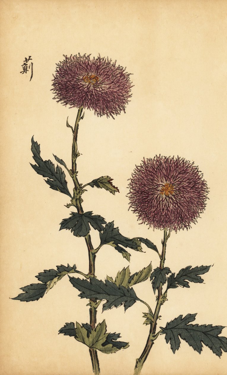 Hybridní fialová chryzantéma., 1893 (rytina) od Keika Hasegawa