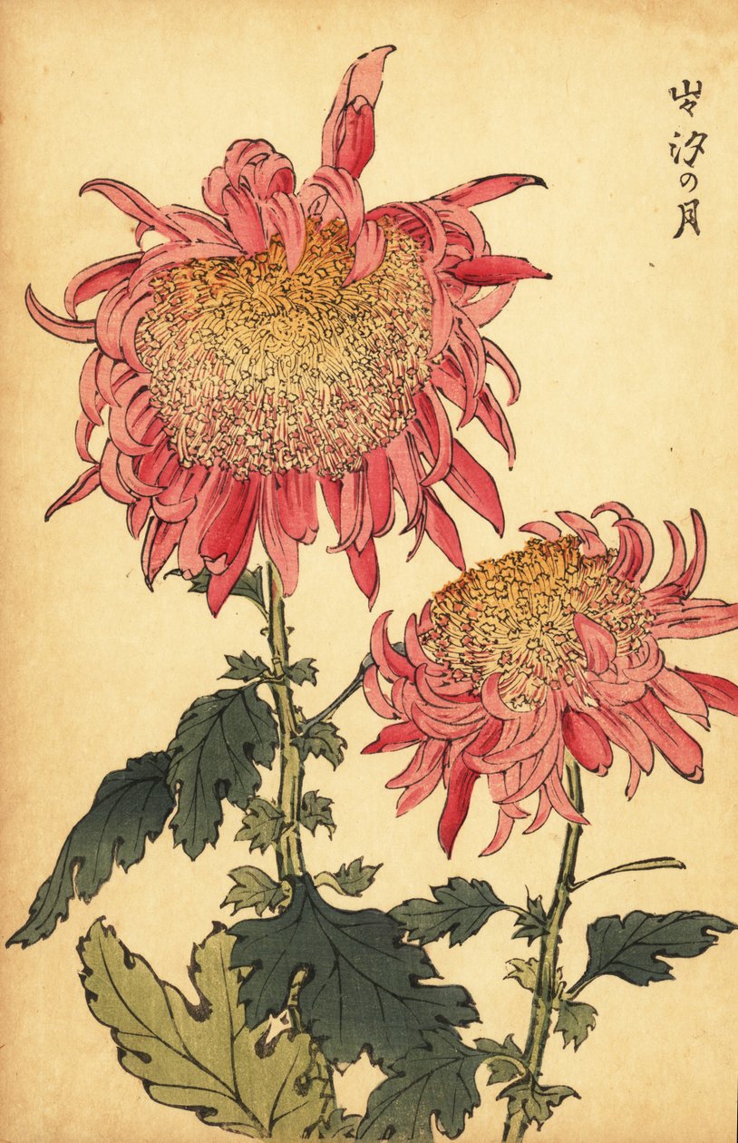 Hybridní lososově růžová chryzantéma.,1893 (rytina) od Keika Hasegawa