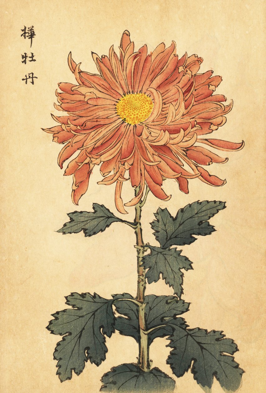 Hybridní lososově růžová chryzantéma.,1893 (rytina) od Keika Hasegawa