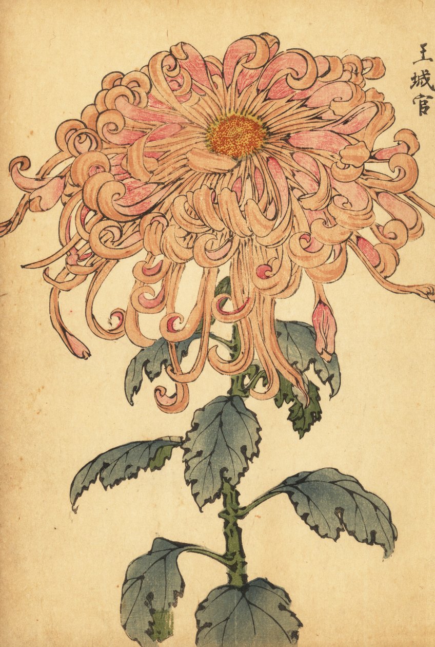 Hybridní lososově růžová chryzantéma se zkadeřenými okvětními lístky.,1893 (rytina) od Keika Hasegawa