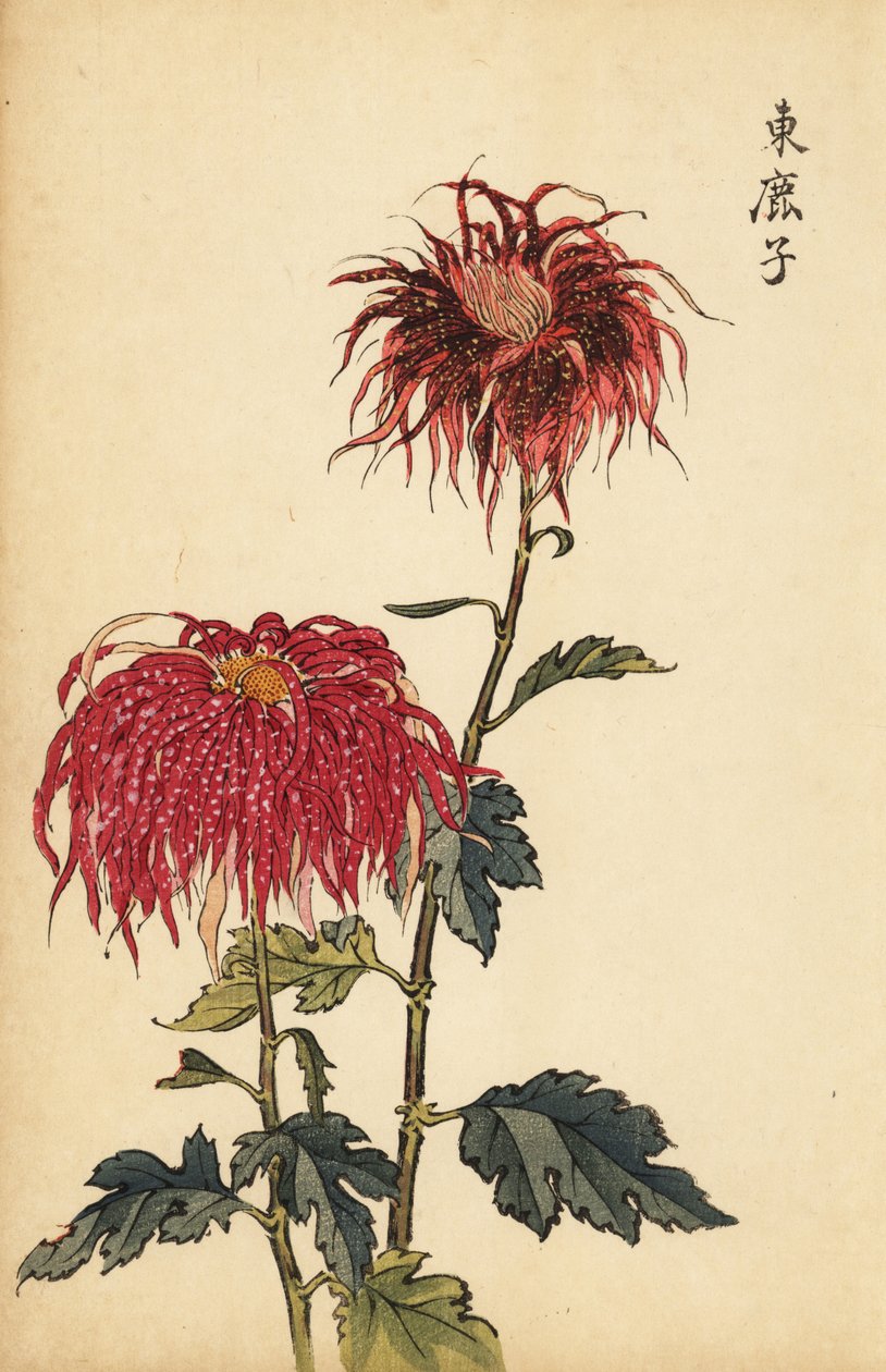 Hybridní skvrnitá šarlatová a růžová brková chryzantéma., 1893 (rytina) od Keika Hasegawa