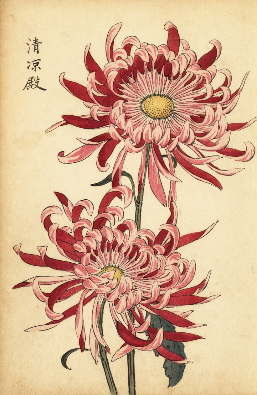 Hybridní pestrá růžová a šarlatová pavoučí chryzantéma.,1893 (rytina) od Keika Hasegawa