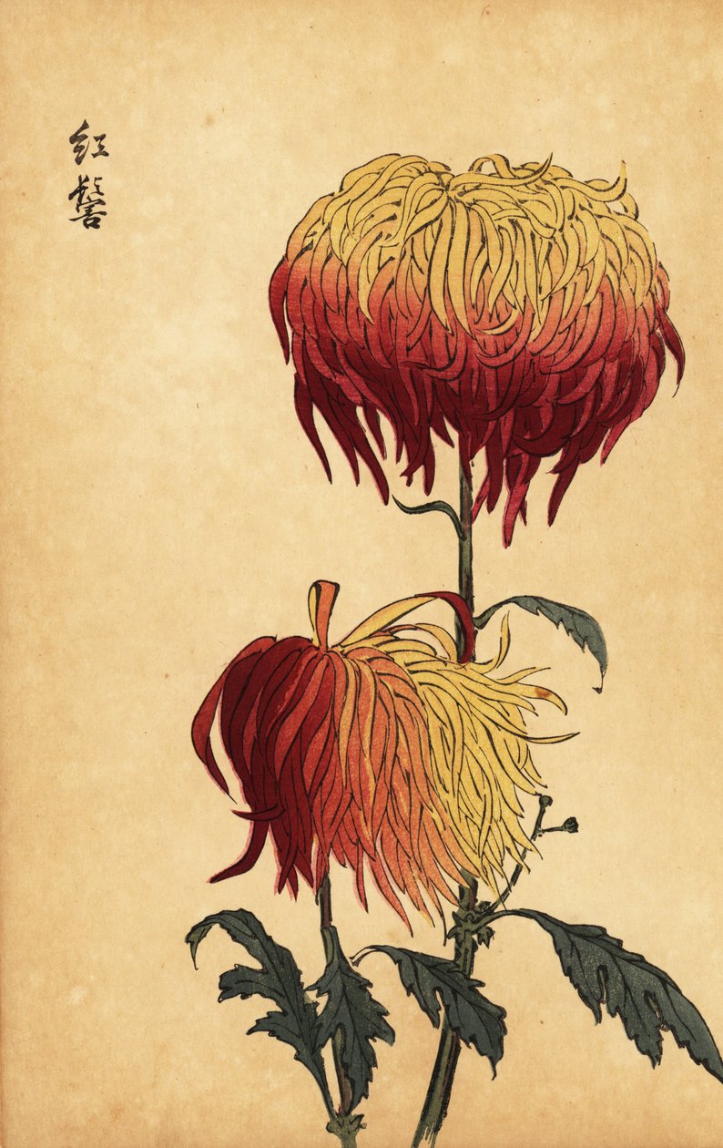 Hybridní pestrá žlutá, oranžová a karmínová chryzantéma., 1893 (rytina) od Keika Hasegawa