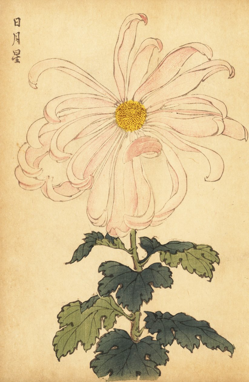Hybridní bílá a růžová chryzantéma., 1893 (rytina) od Keika Hasegawa