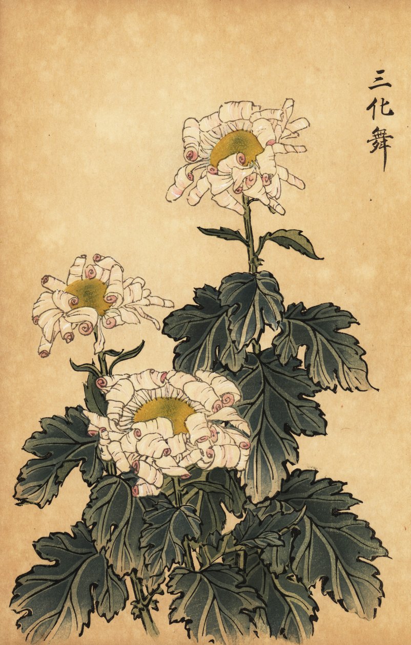 Hybridní bílá a růžová chryzantéma., 1893 (rytina) od Keika Hasegawa