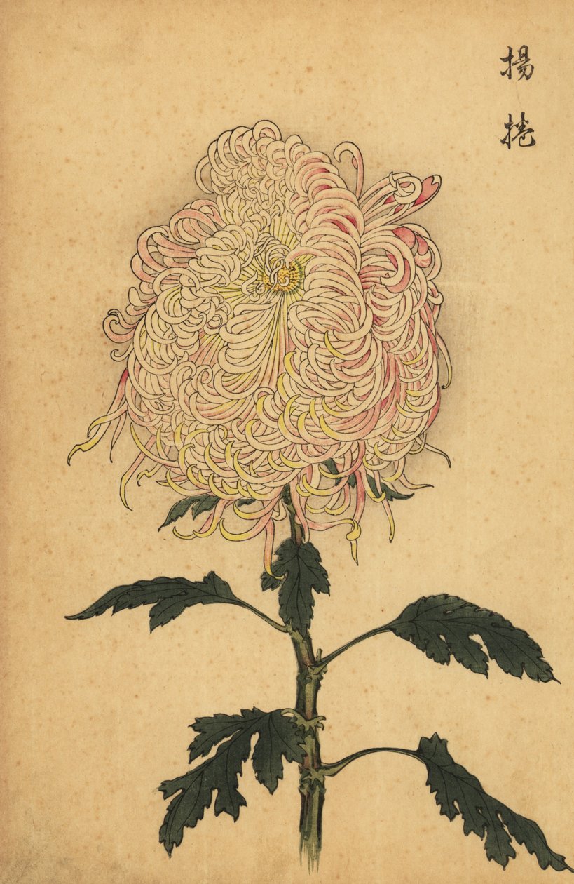 Hybridní bílá a růžová brková chryzantéma.,1893 (rytina) od Keika Hasegawa