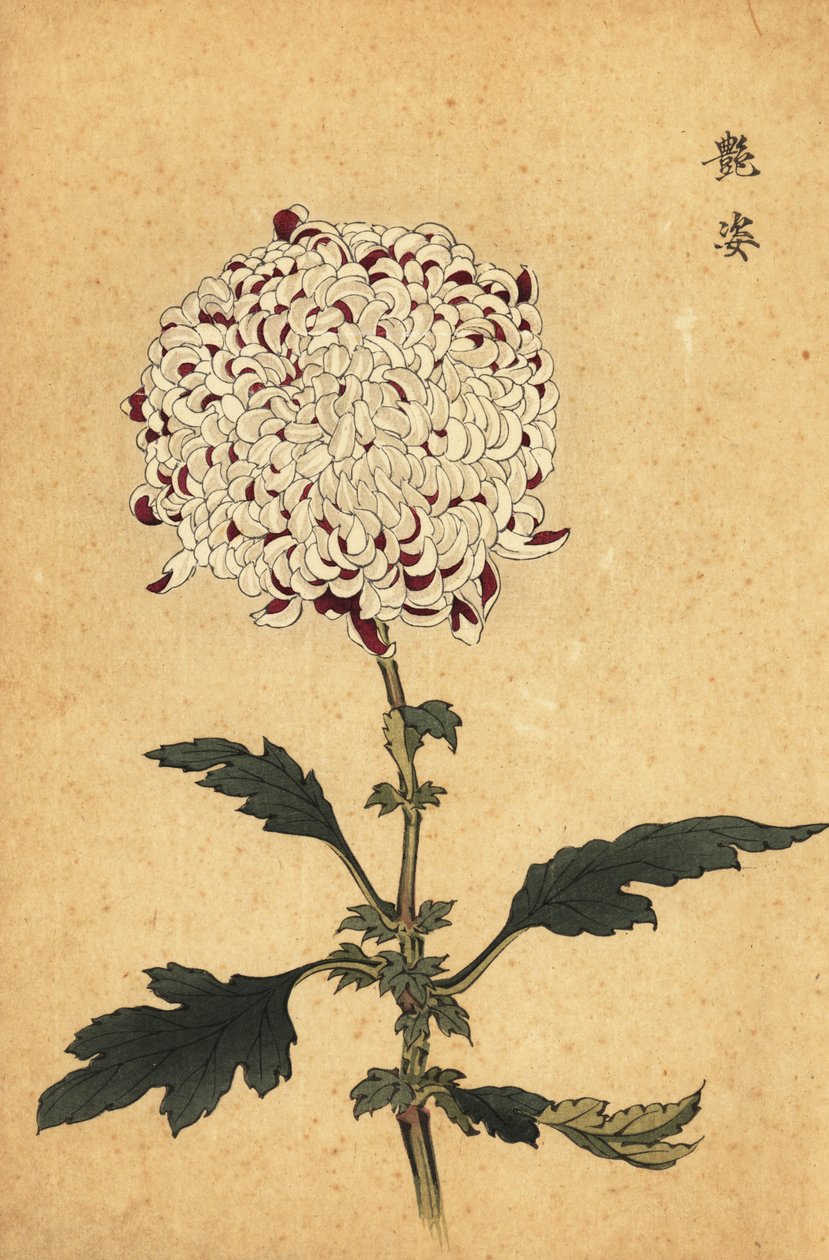 Hybridní bílá a fialová pomponová chryzantéma., 1893 (rytina) od Keika Hasegawa