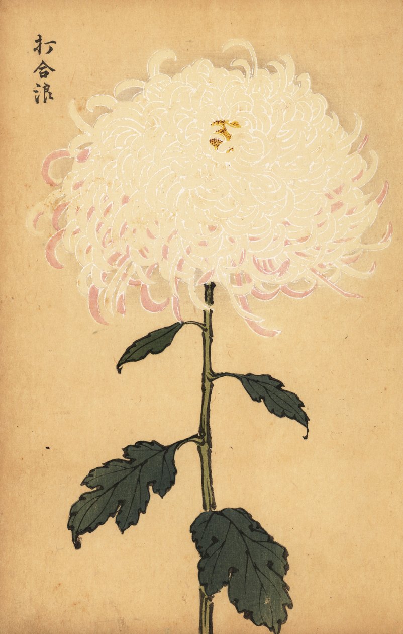 Hybridní bílá chryzantéma.,1893 (rytina) od Keika Hasegawa