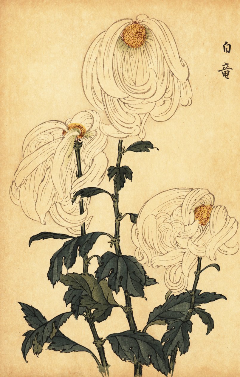 Hybridní bílá chryzantéma.,1893 (rytina) od Keika Hasegawa