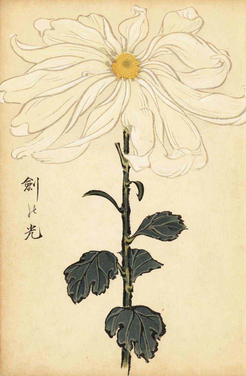 Hybridní bílá chryzantéma.,1893 (rytina) od Keika Hasegawa
