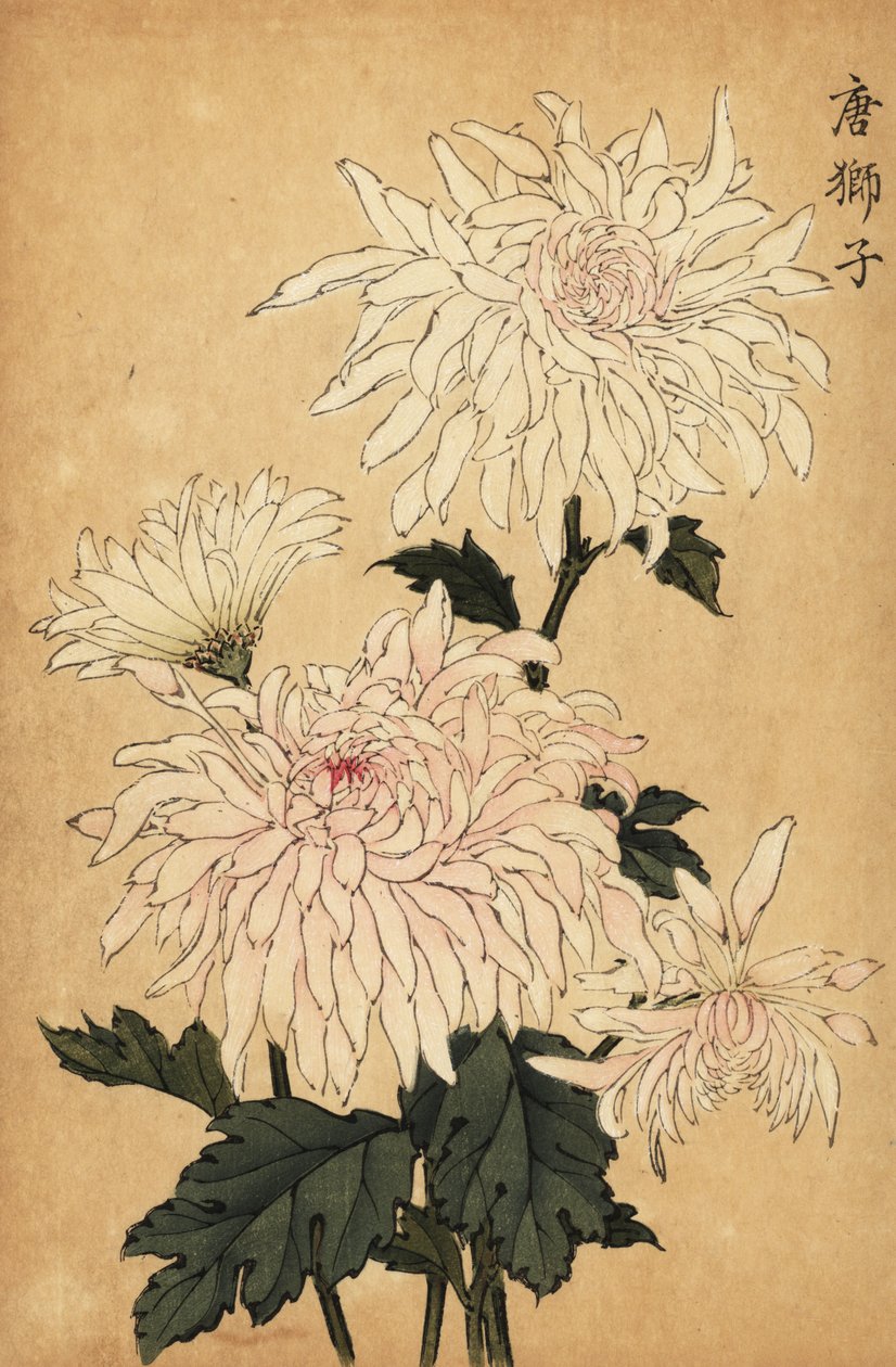 Hybridní bílá chryzantéma, Chrysanthemum indicum. ,1893 (rytina) od Keika Hasegawa