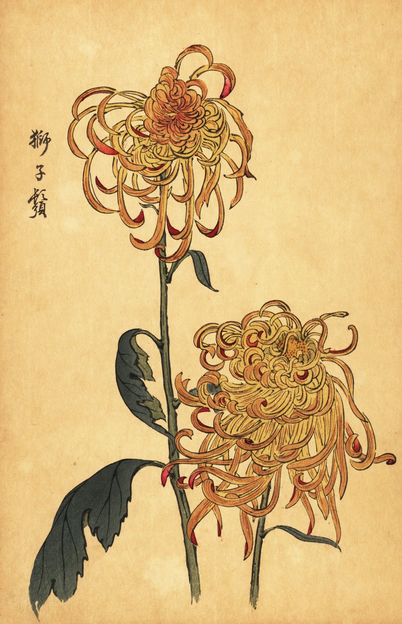Hybrid yellow and orange spider chrysanthemum.,1893 (engraving)   1405892   cs       czech Successfully Translated  Original: Drie mannen in Zwitserse kleding voor een huis Translat: Drie mannen in Zwitserse kleding voor een huis 1355658 cs czech Successfu od Keika Hasegawa