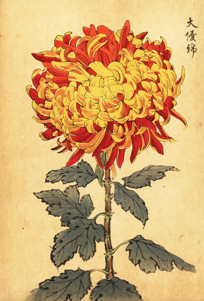 Hybridní žlutá a šarlatová pomponová chryzantéma., 1893 (rytina) od Keika Hasegawa